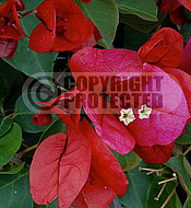 Bougainvillea 'Scarlet O'Hara'