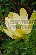 Leucadendron strobolinum Waterlily