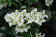 Bougainvillea White Cascade