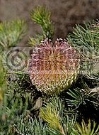 Banksia scabrella, Burma Road banksia