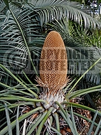 Cycas - identity to be confirmed - C. media or C. conferta?