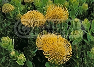 Leucospermum High Gold (Leucospermum cordifolium x L. patersonii)