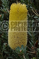 Banksia praemorsa - yellow flowered form. Cut-leaf banksia