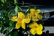 Dipladenia Citrine, Mandevilla sanderi, Yellow Brazilian jasmine