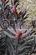 Leucadendron Burgundy Sunset, Ebony - L. laureolum x L. salignum red form hybrid